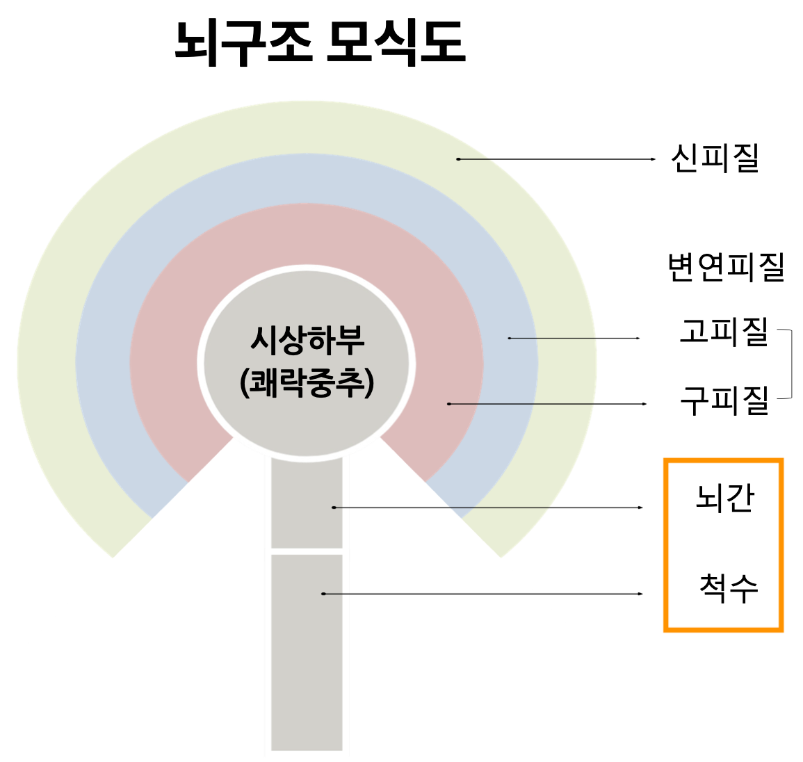 뇌구조 모식도 상태화.png