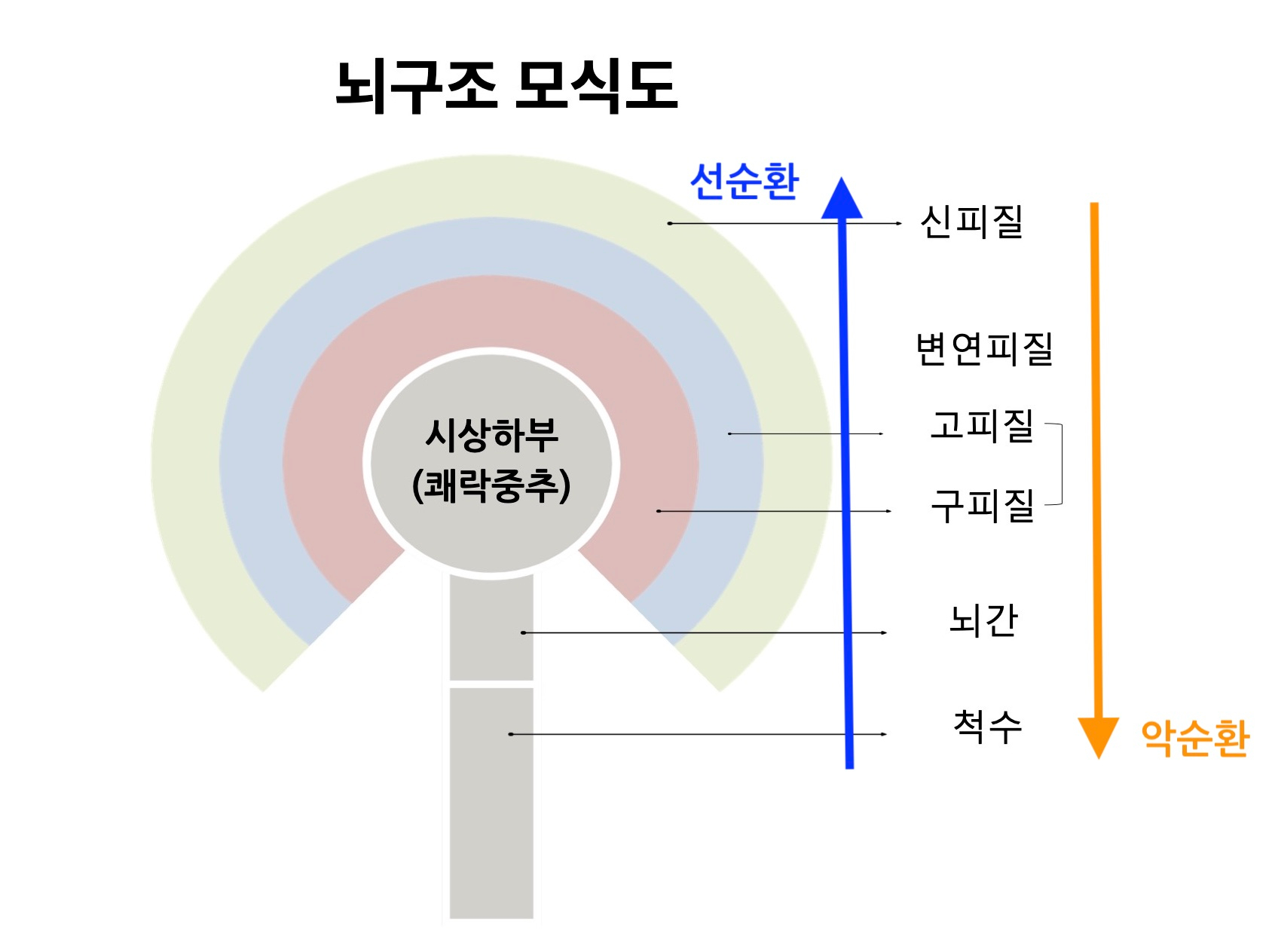 뇌구조 순환도.jpg